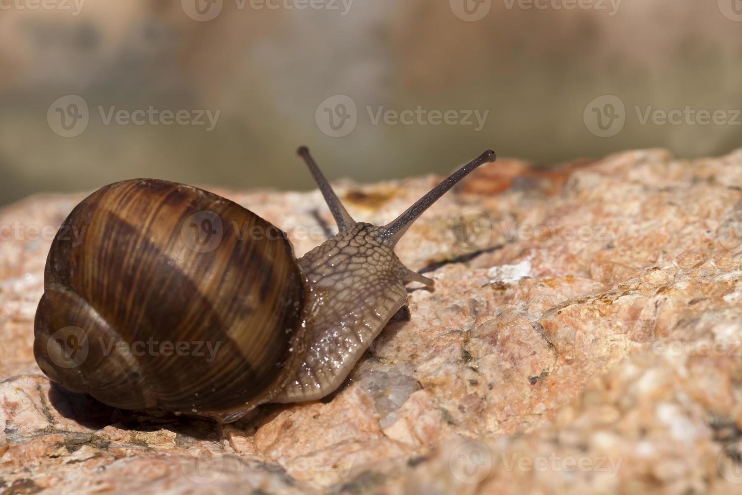 grape snail crawling on its territory photo
