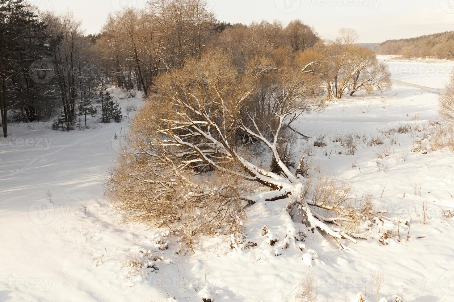 in the snow, deciduous trees in the winter season photo