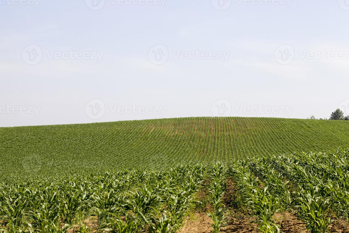 agricultural activity related to the cultivation of sweet corn photo