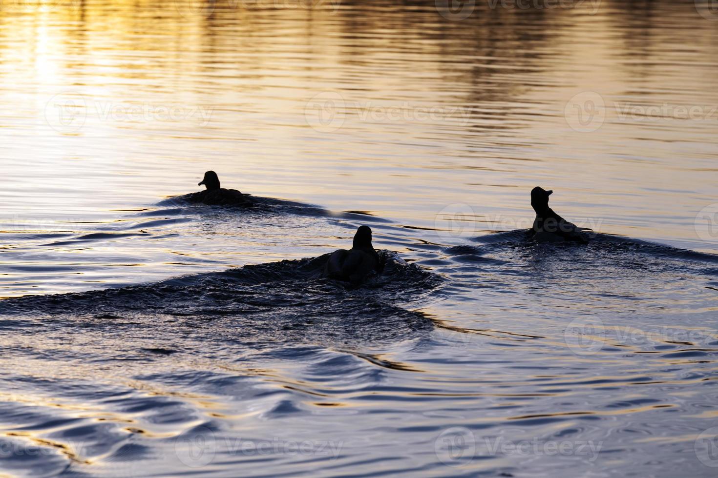 waterfowl ducks in spring or summer, waterfowl wild birds photo