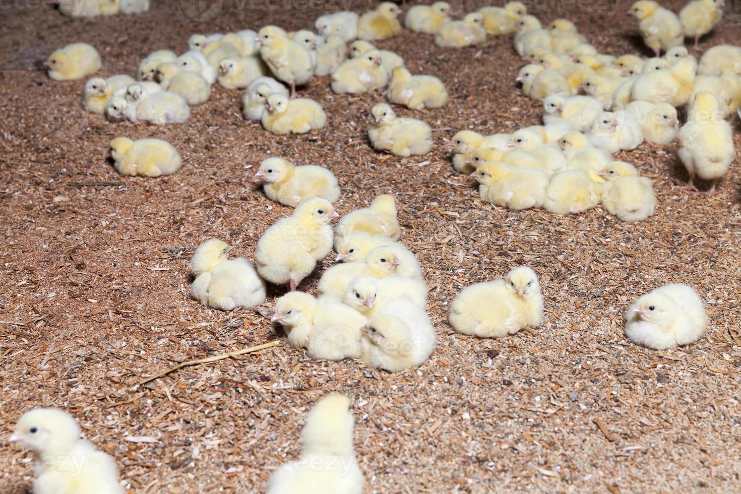 pollitos de pollo en una granja avícola, de cerca foto