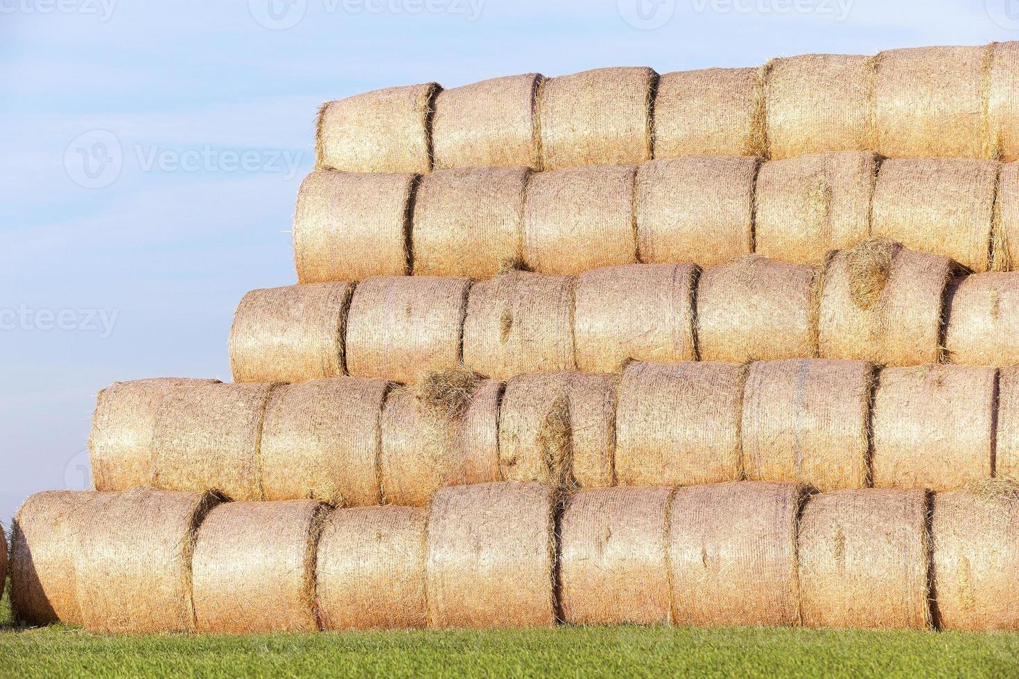 stack of straw in the field photo