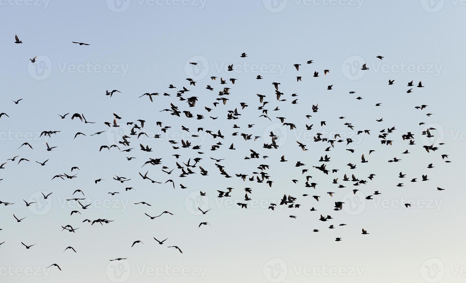 pájaros volando en el cielo foto