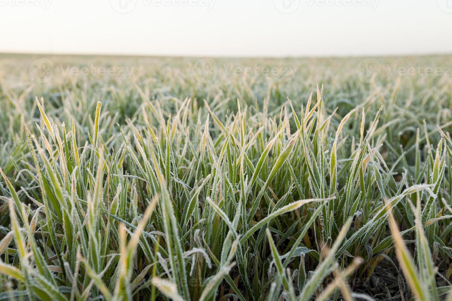 wheat during frost photo