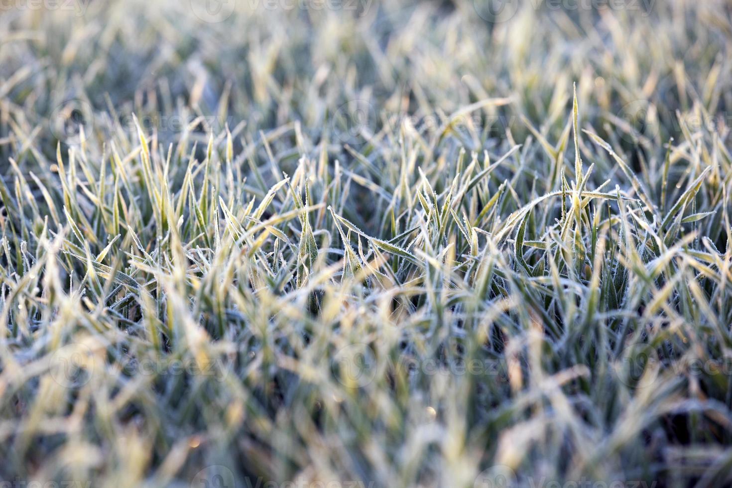 green wheat, close-up photo