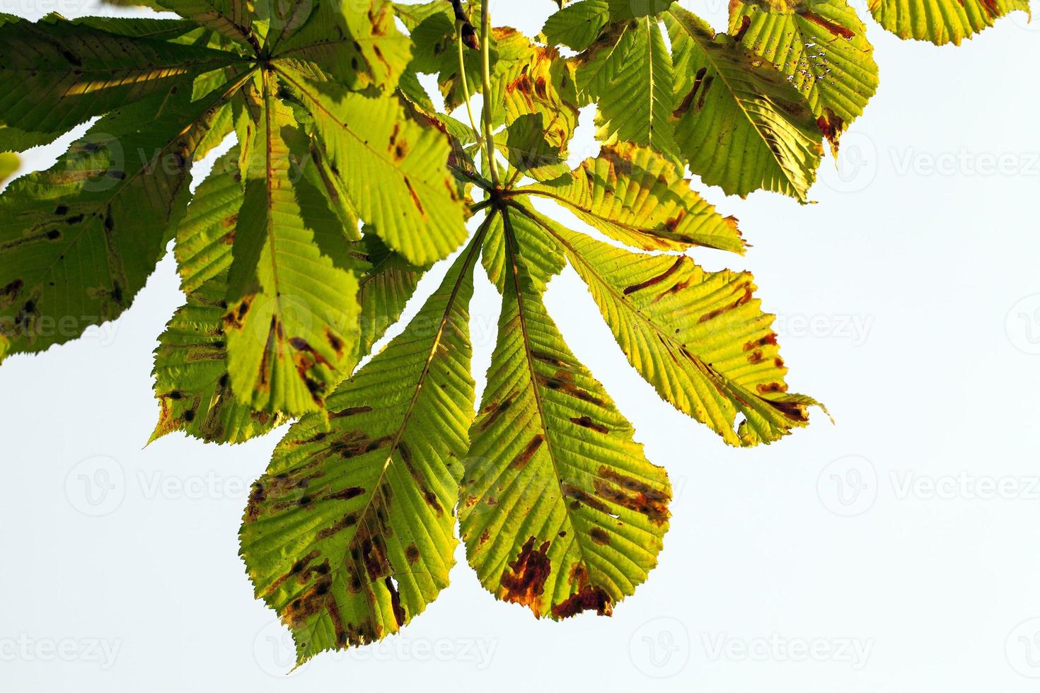 yellowing leaves of chestnut photo