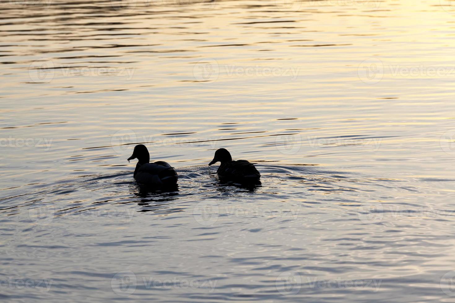 wild ducks floating on the lake, beautiful waterfowl ducks photo