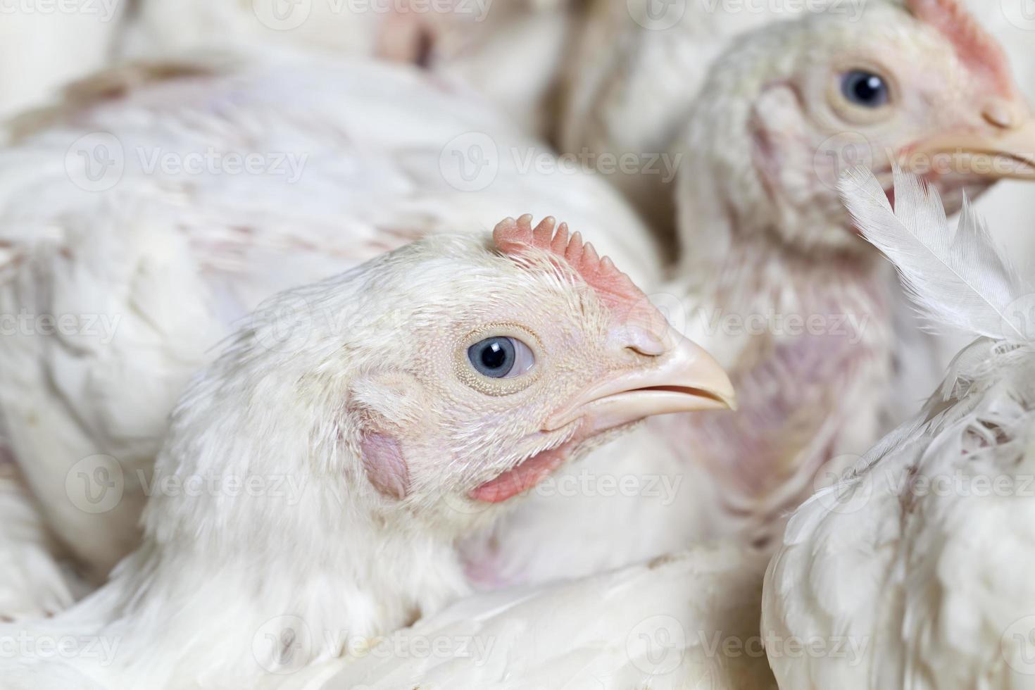 a improved broiler breed of chicken 9451215 Stock Photo at