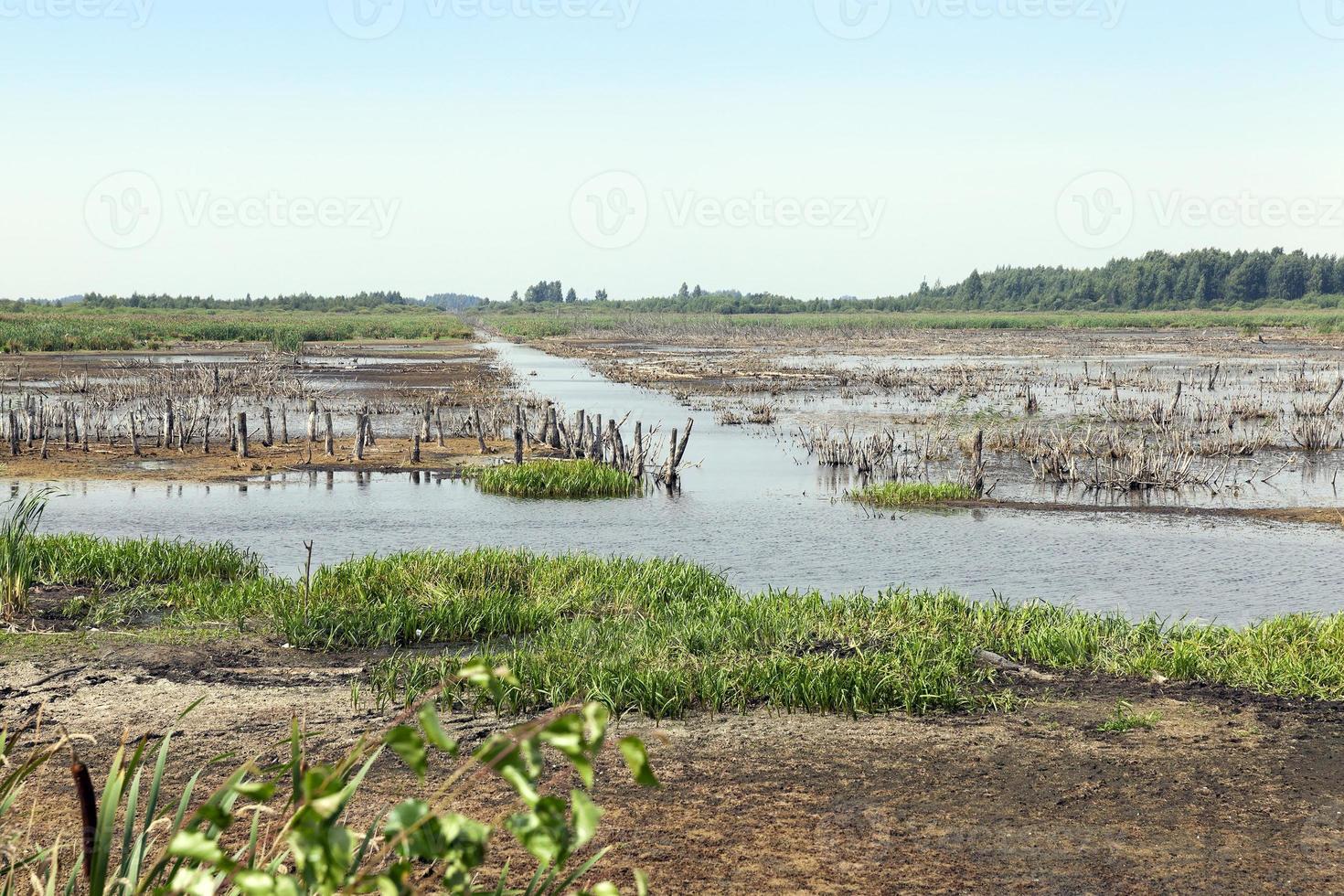 moorland, summer time photo
