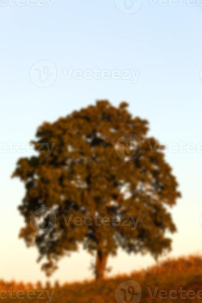 tree in the field, dawn photo