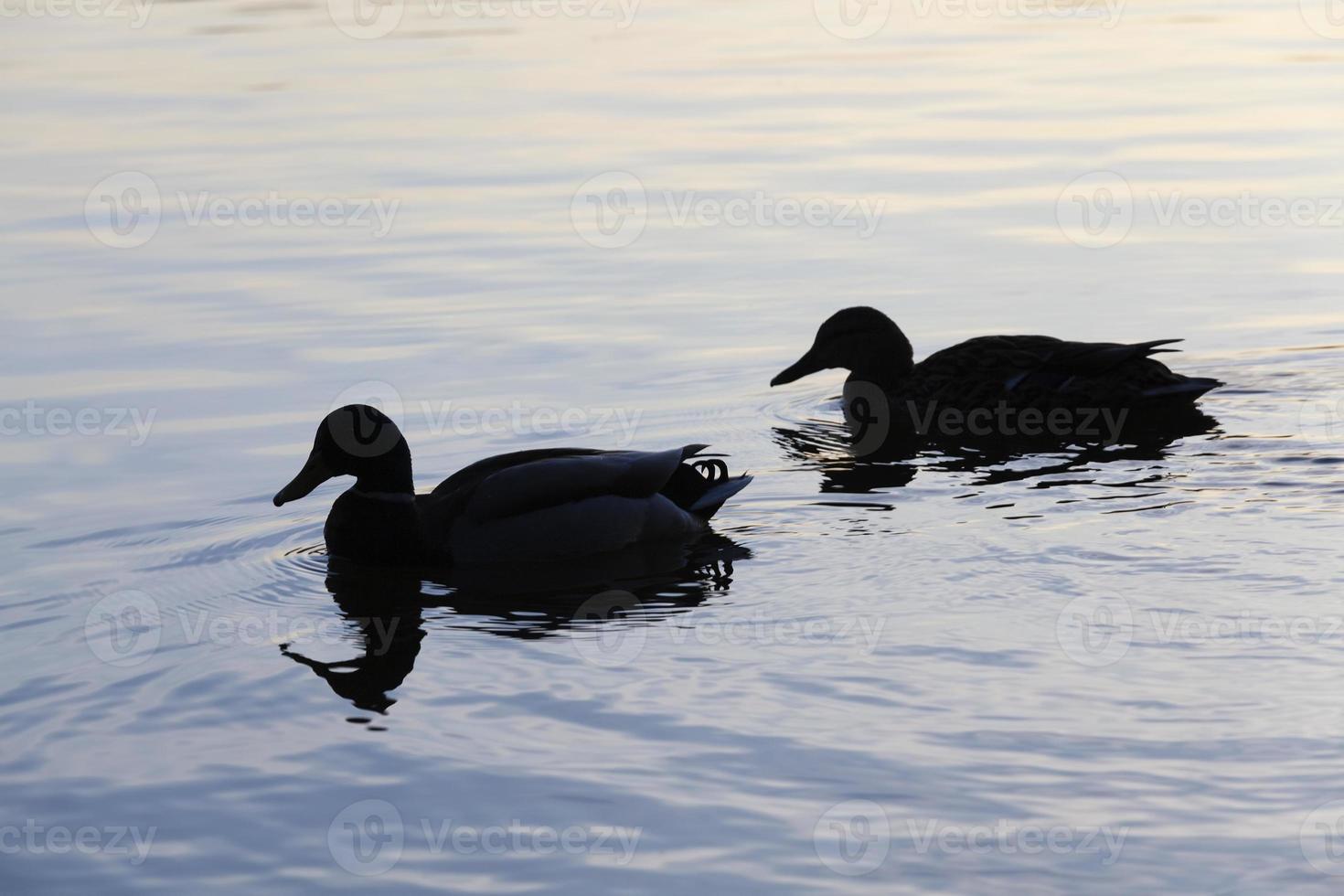 aves acuáticas aves silvestres patos en la naturaleza foto
