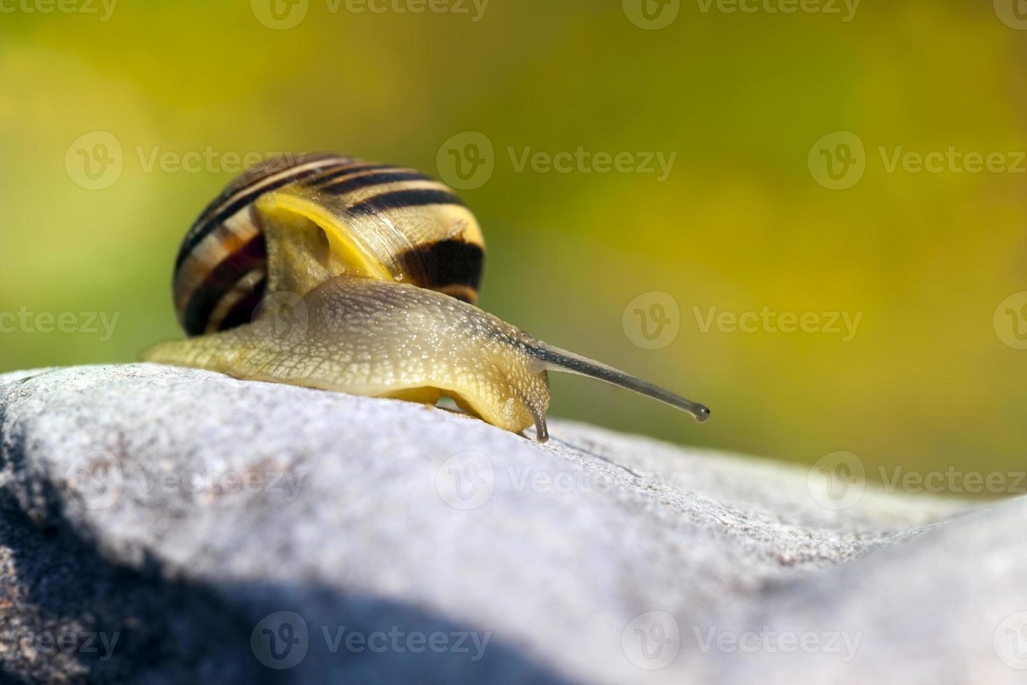 common wild snail crawling on rocks and illuminated by sunlight photo