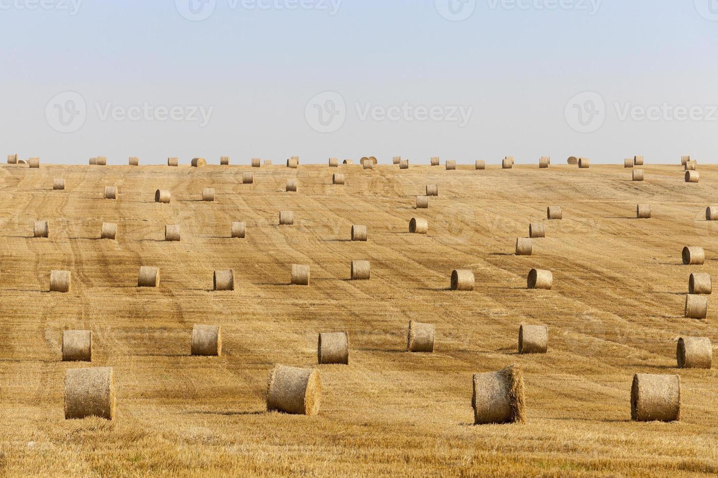 haystacks in a field of straw photo