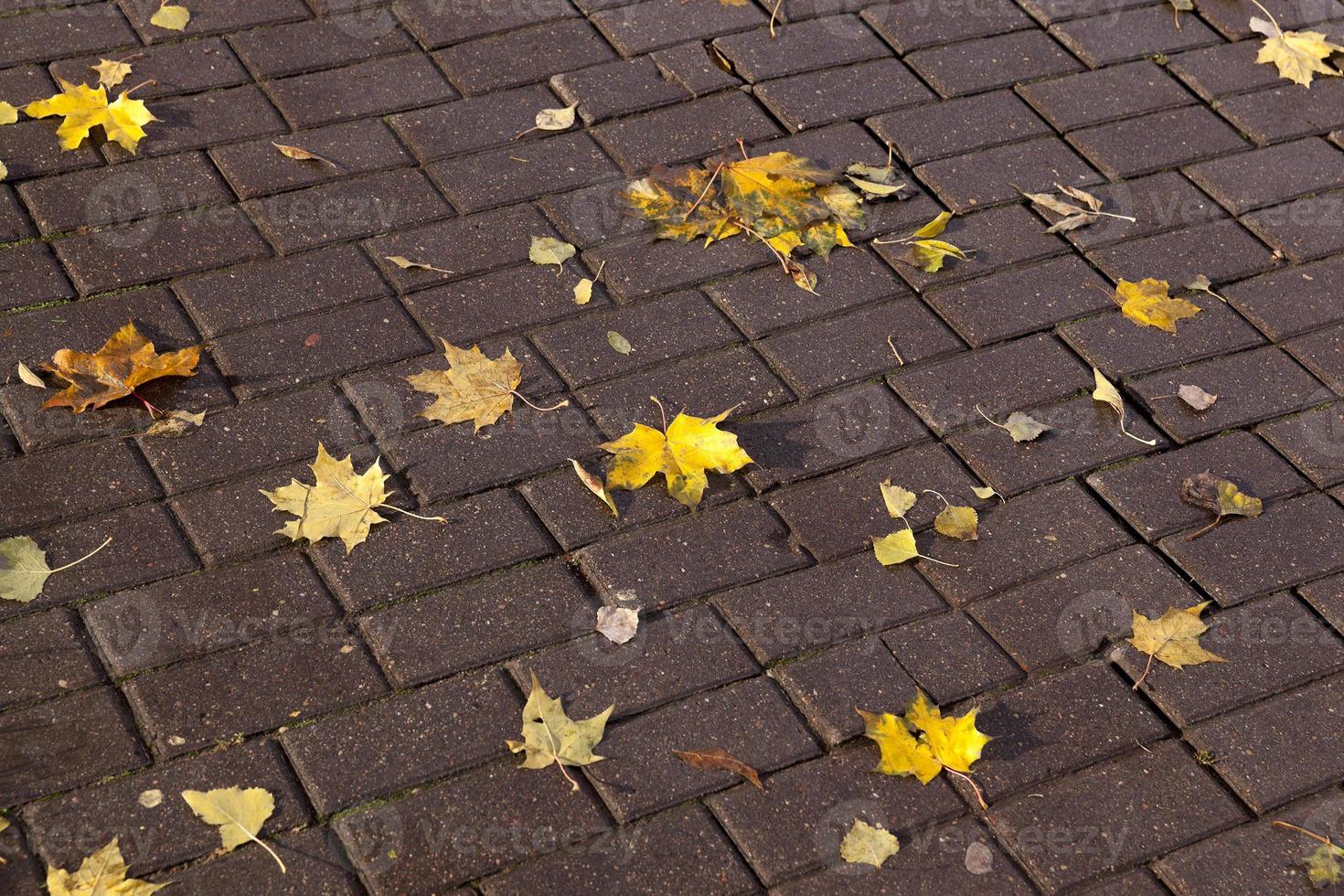 leaves on the sidewalk, autumn photo