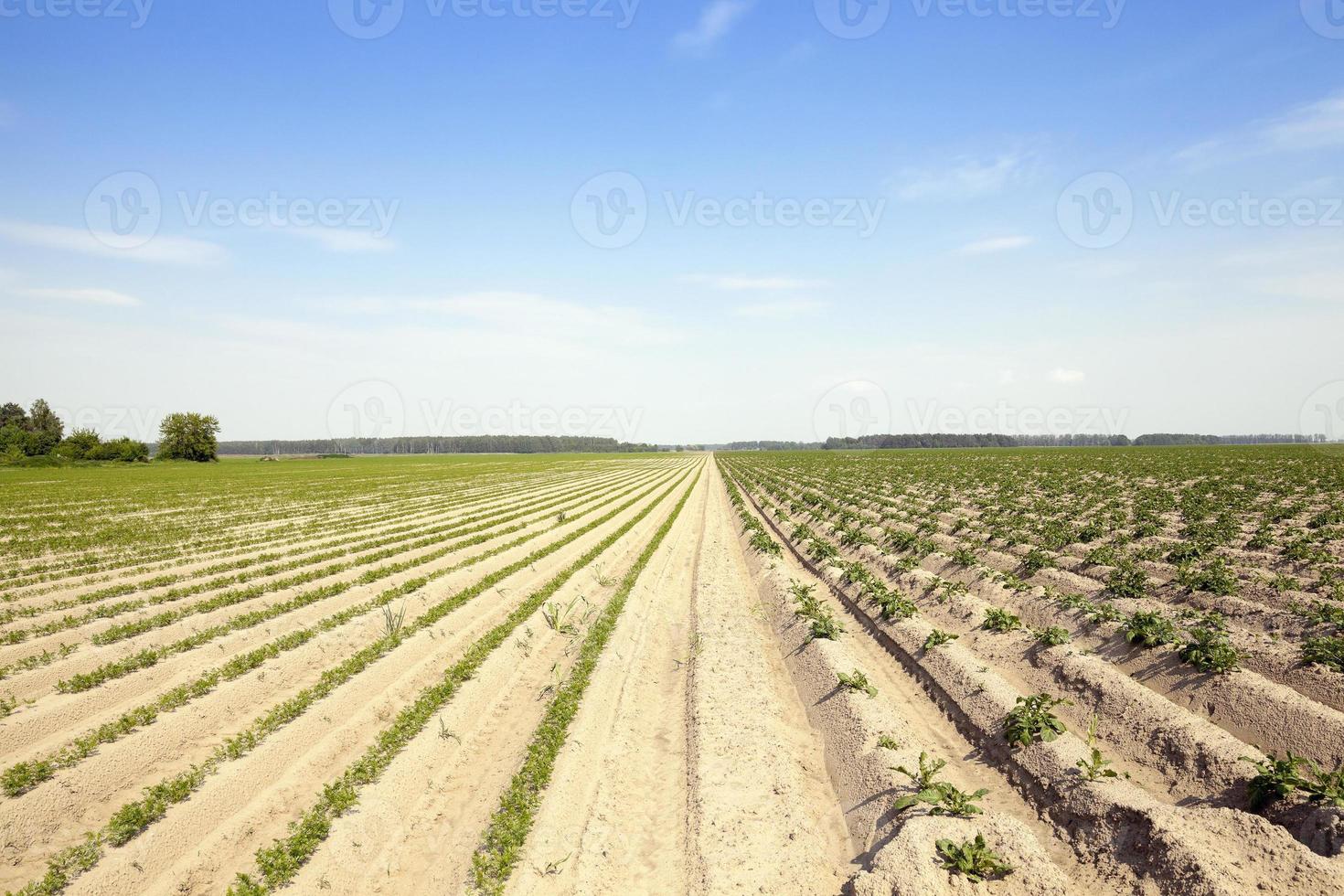 green carrot field photo