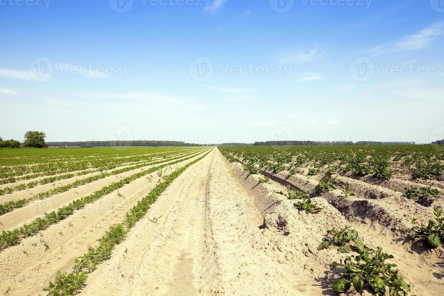 Potatoes in the field photo