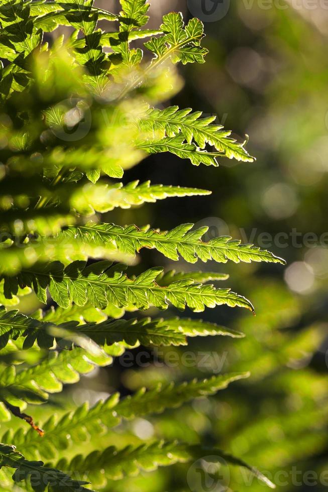 green fern close up photo