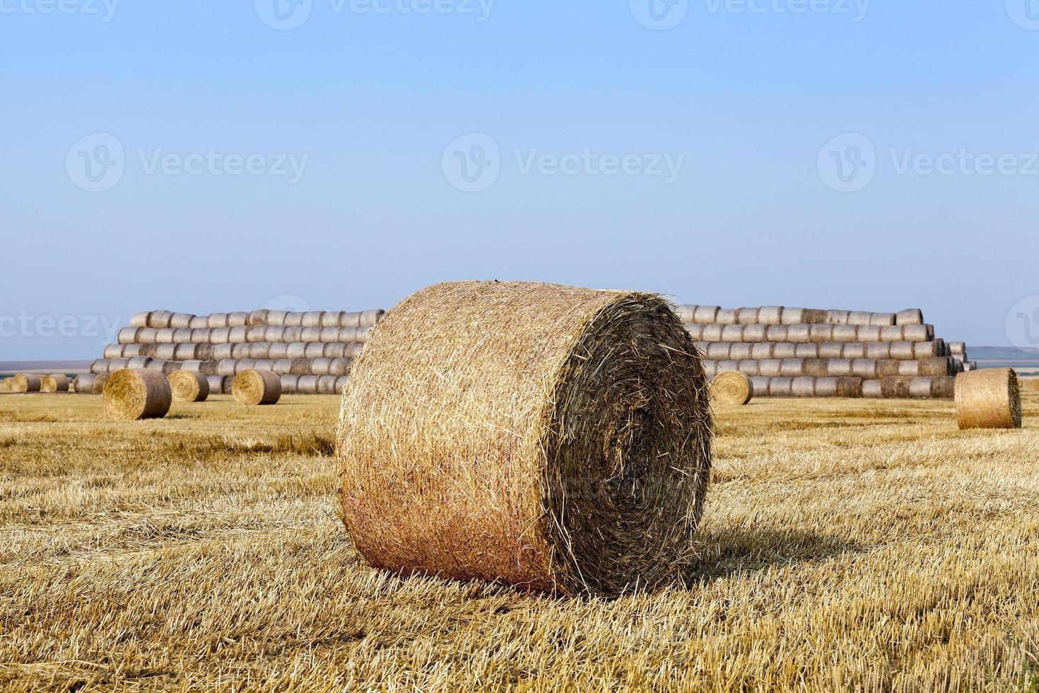 stack of straw in the field photo