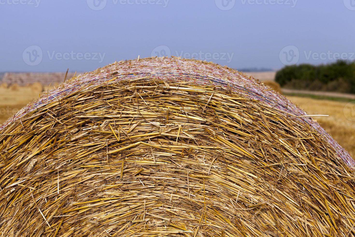 stack of straw in the field photo