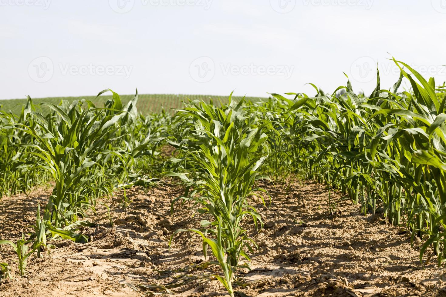 green corn sprouts in the spring or summer photo