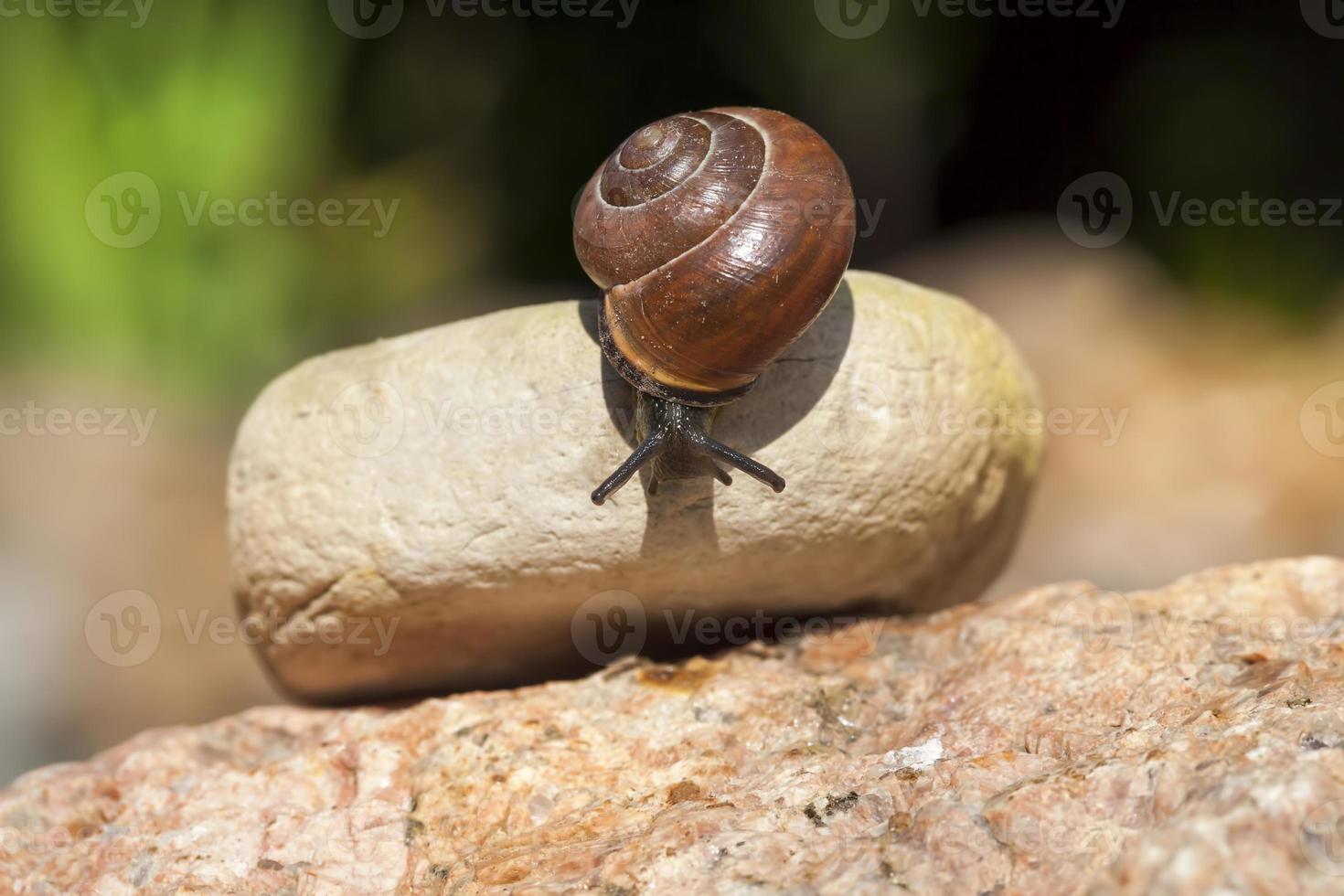 grape snail crawling on its territory photo