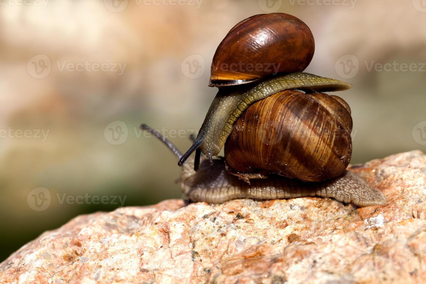 grape snail crawling on its territory photo