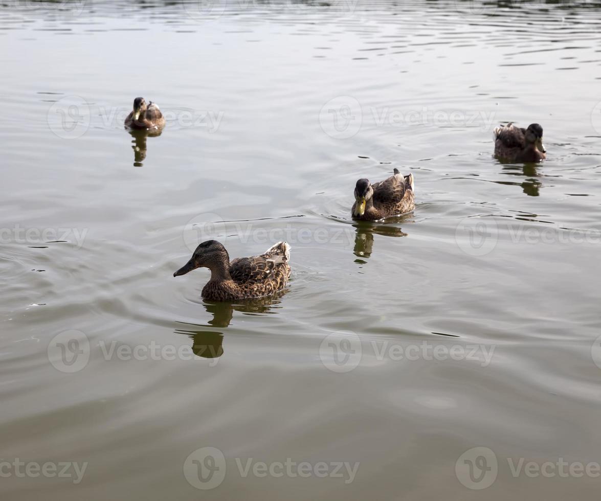 patos salvajes en la naturaleza foto