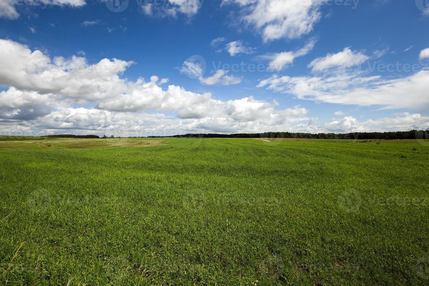 campo de cereales inmaduros foto