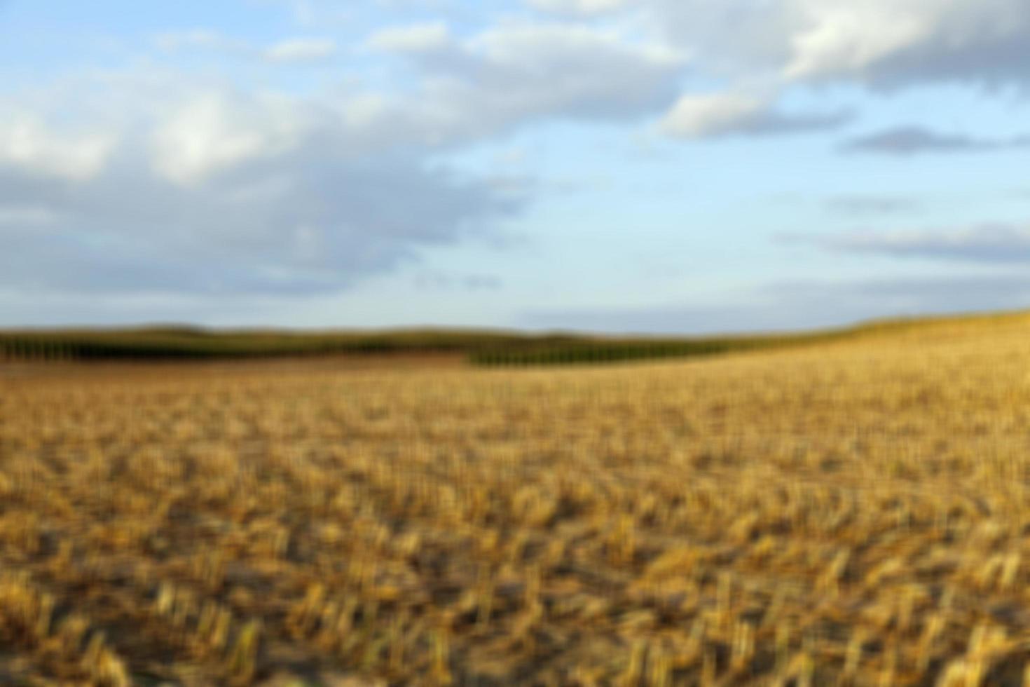 harvesting corn, defocus photo