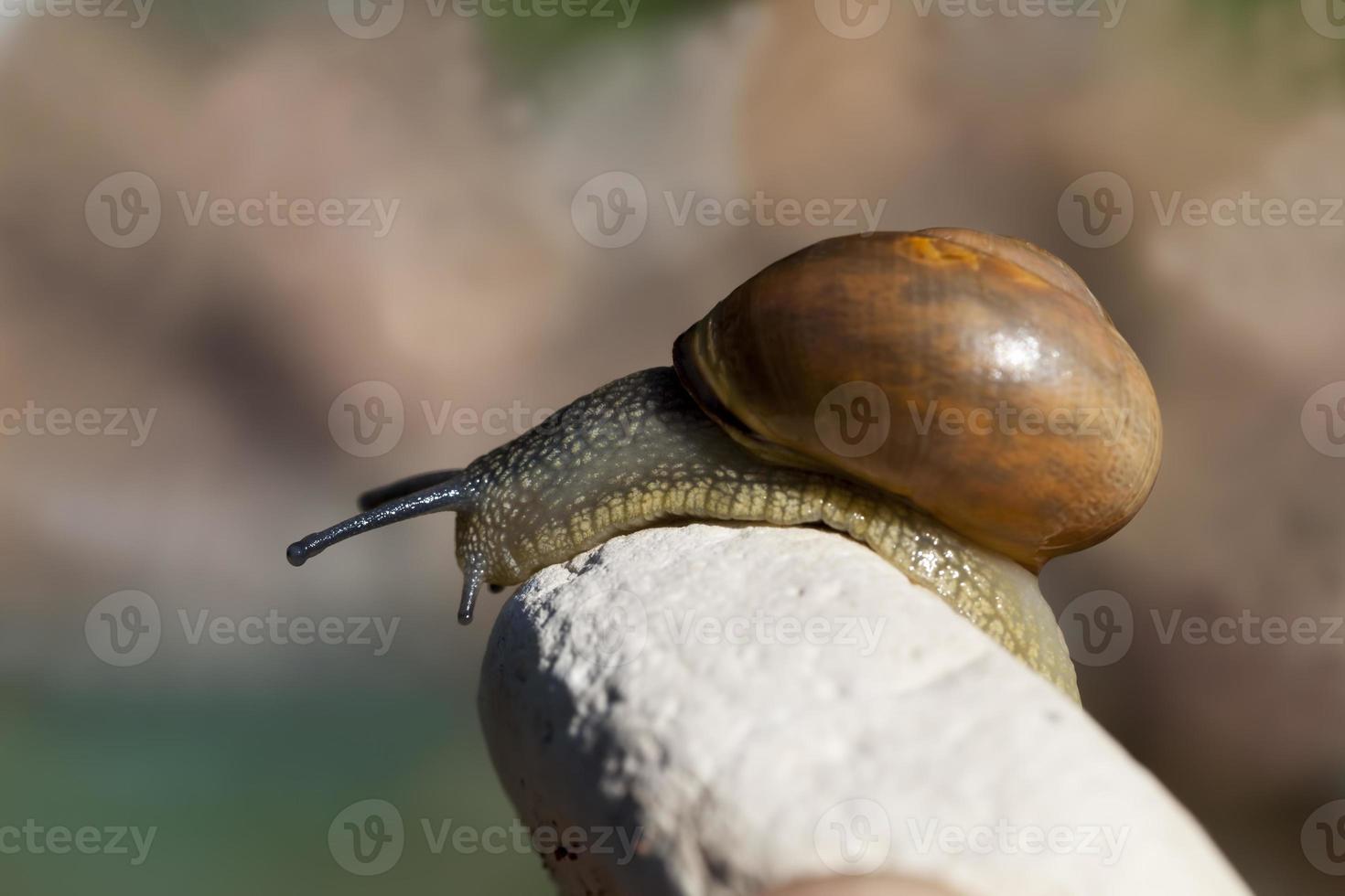 grape snail crawling on its territory photo