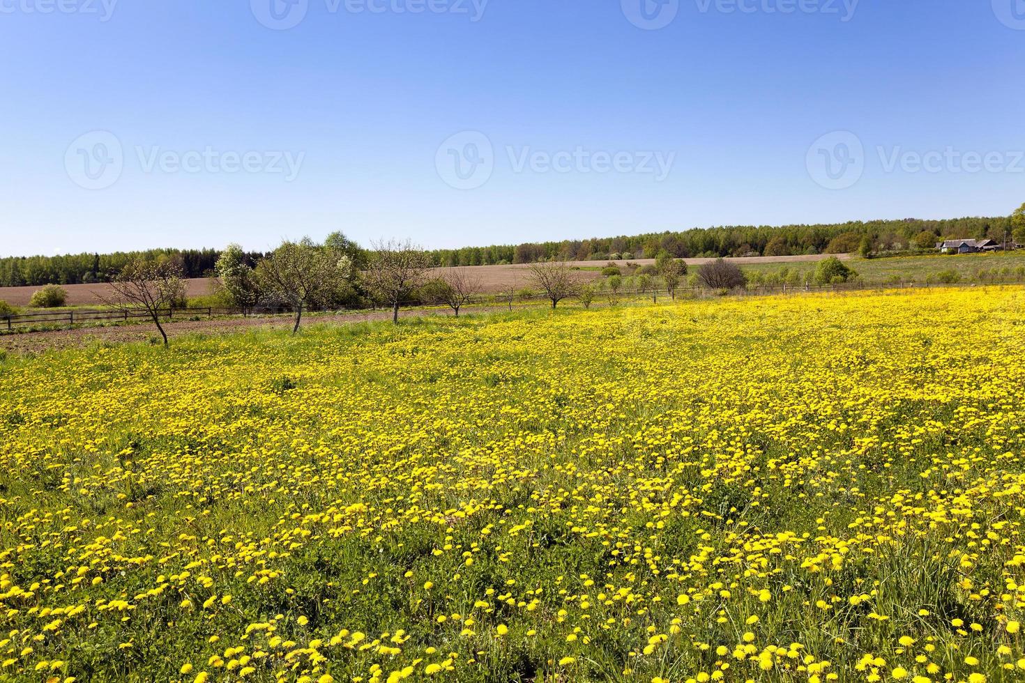 yellow dandelions, spring photo
