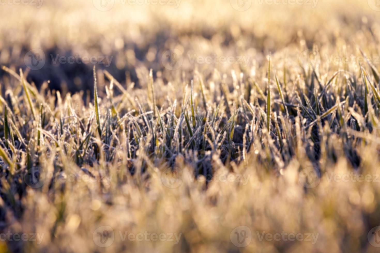 frost on the wheat photo