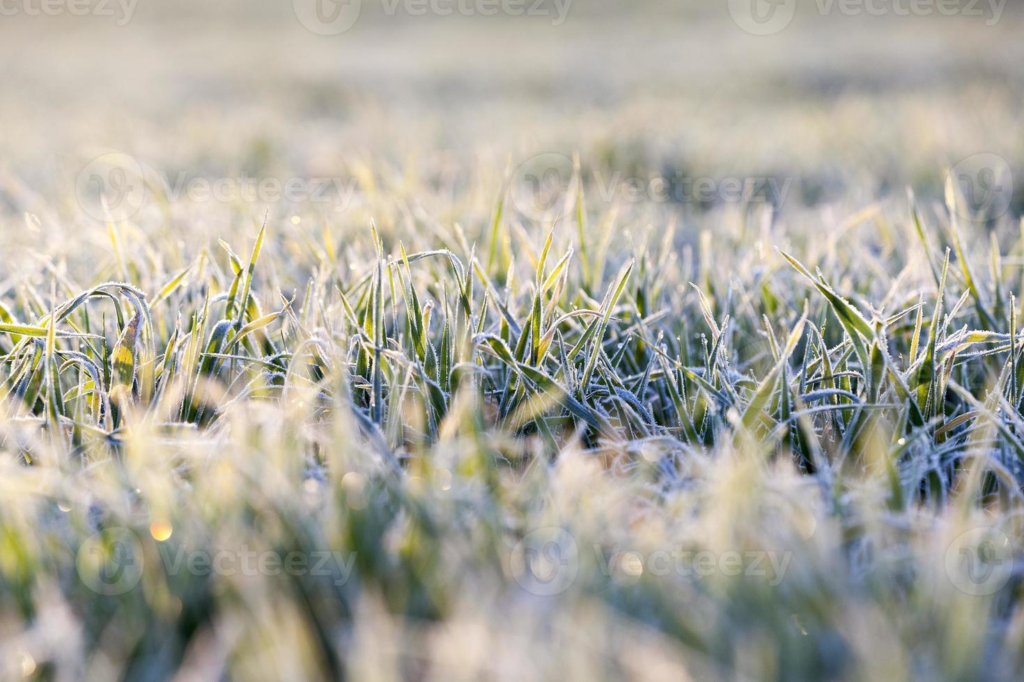 frost on the wheat photo