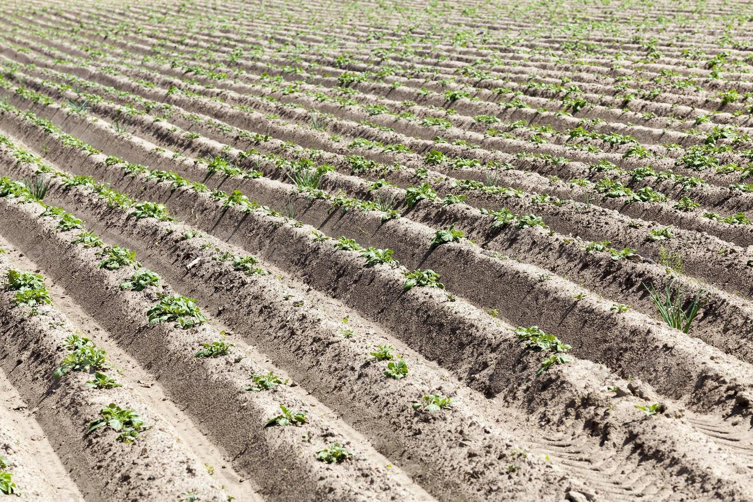 Green sprout of potato photo