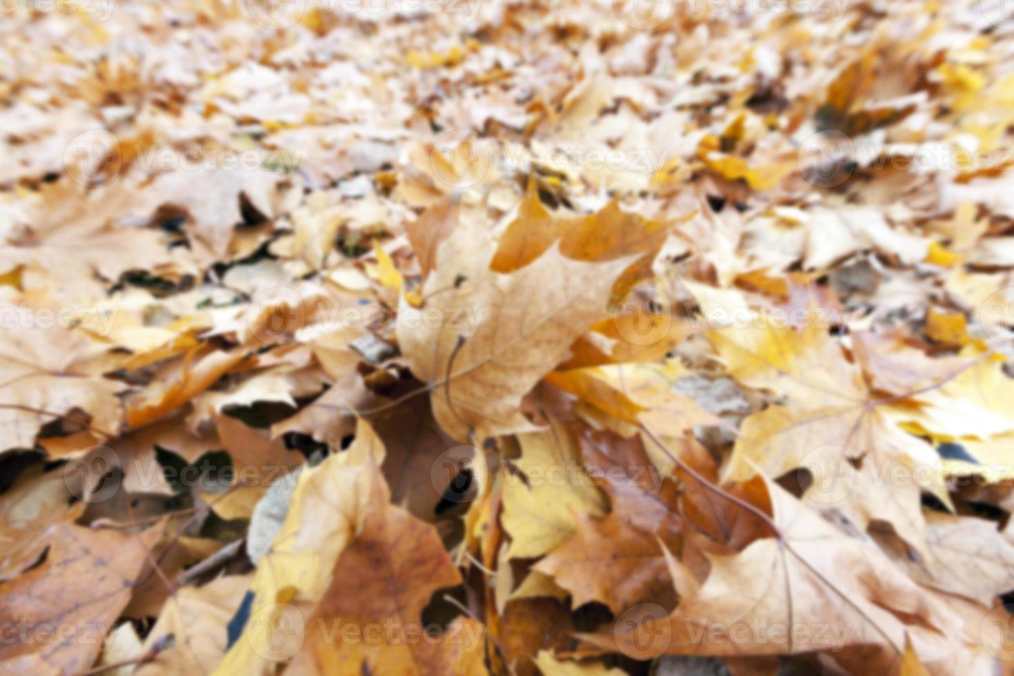 Autumn Park, overcast photo