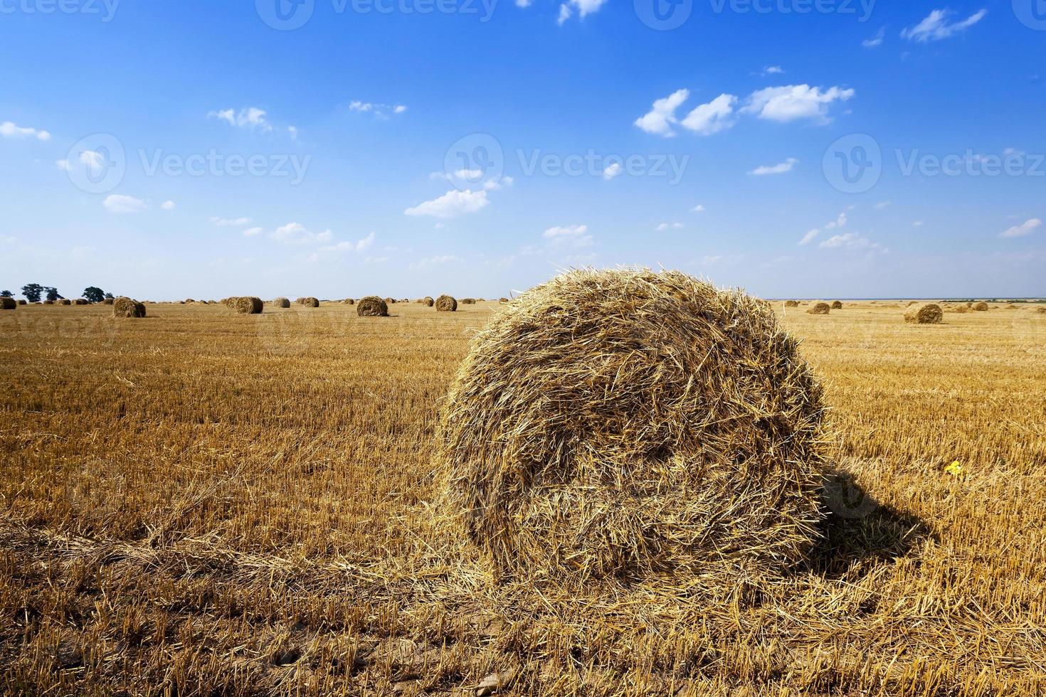 Stack of straw photo