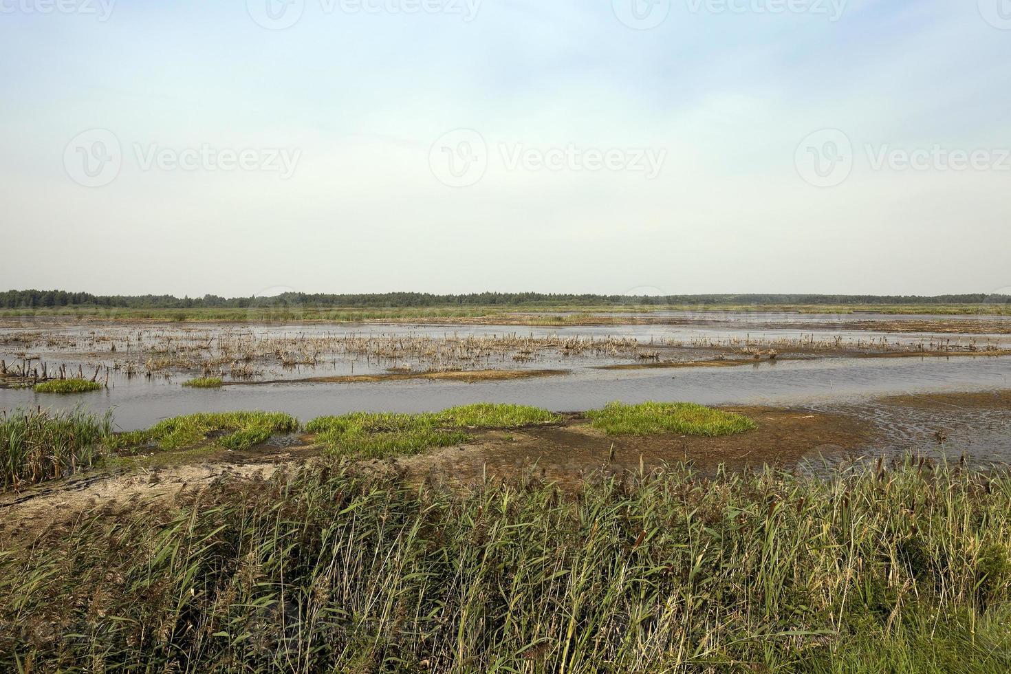 swamp, the end of summer photo