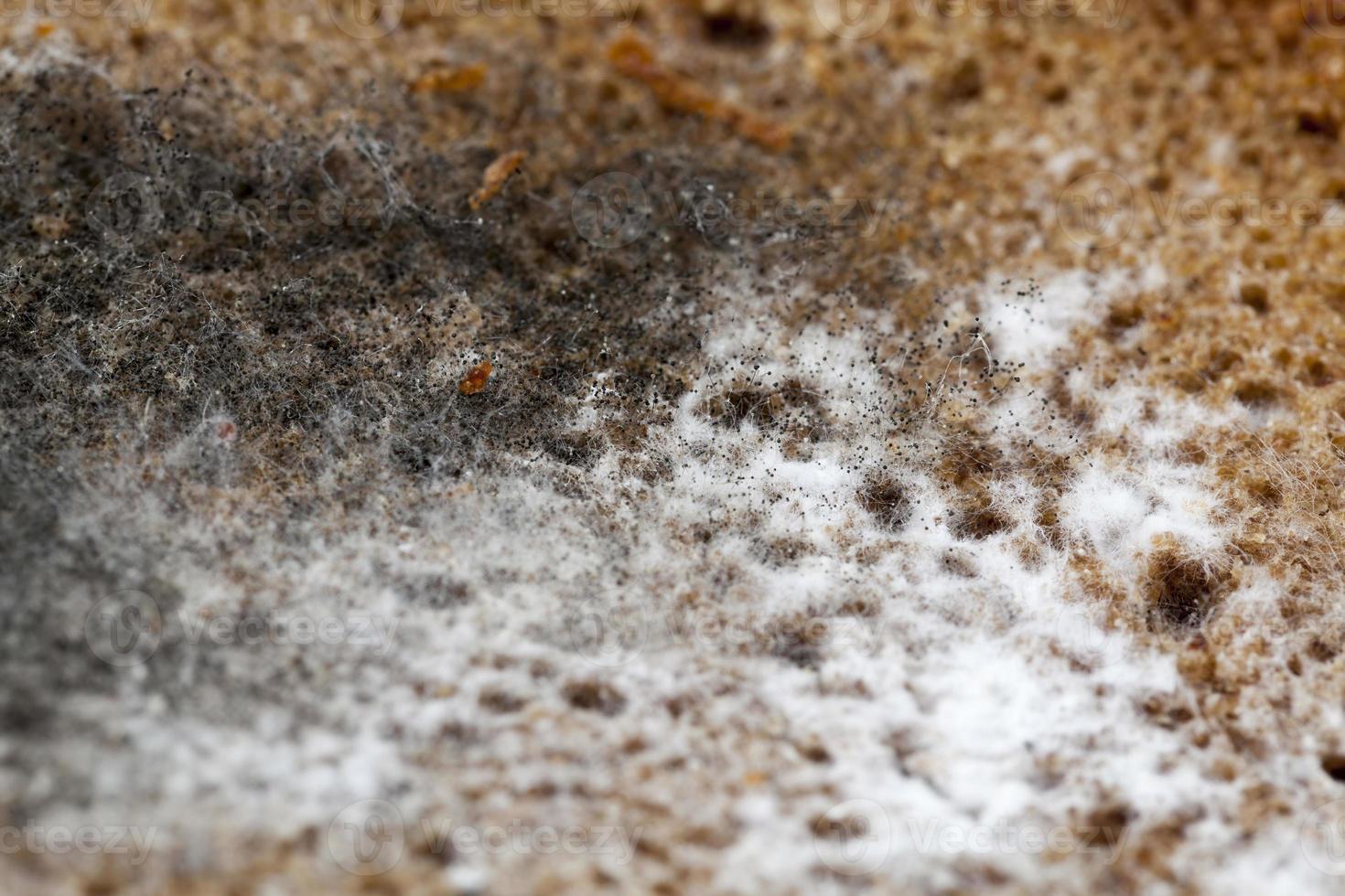 different types of mold and mildew growing on the surface 9451988 Stock