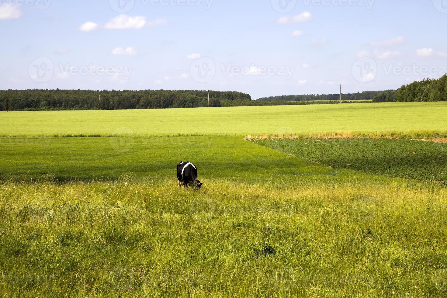 a cow grazing on the field photo