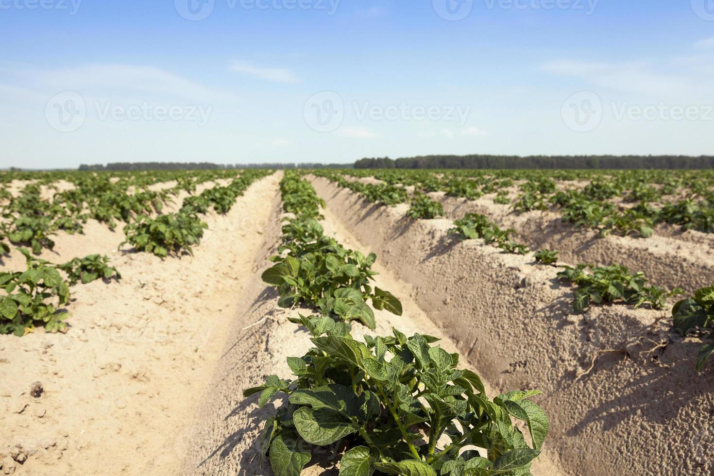 Agriculture, potato field photo