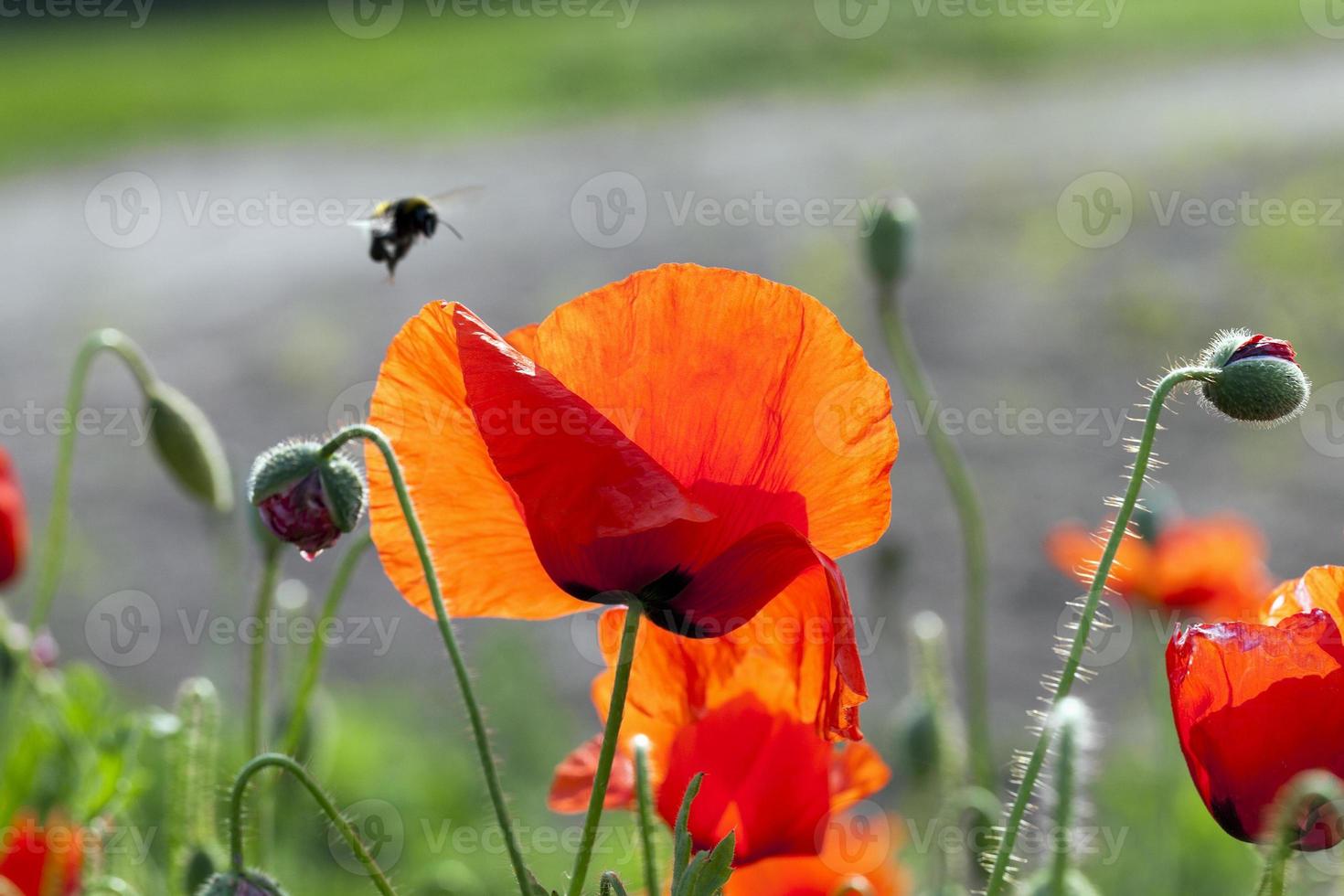 red poppies. summer photo