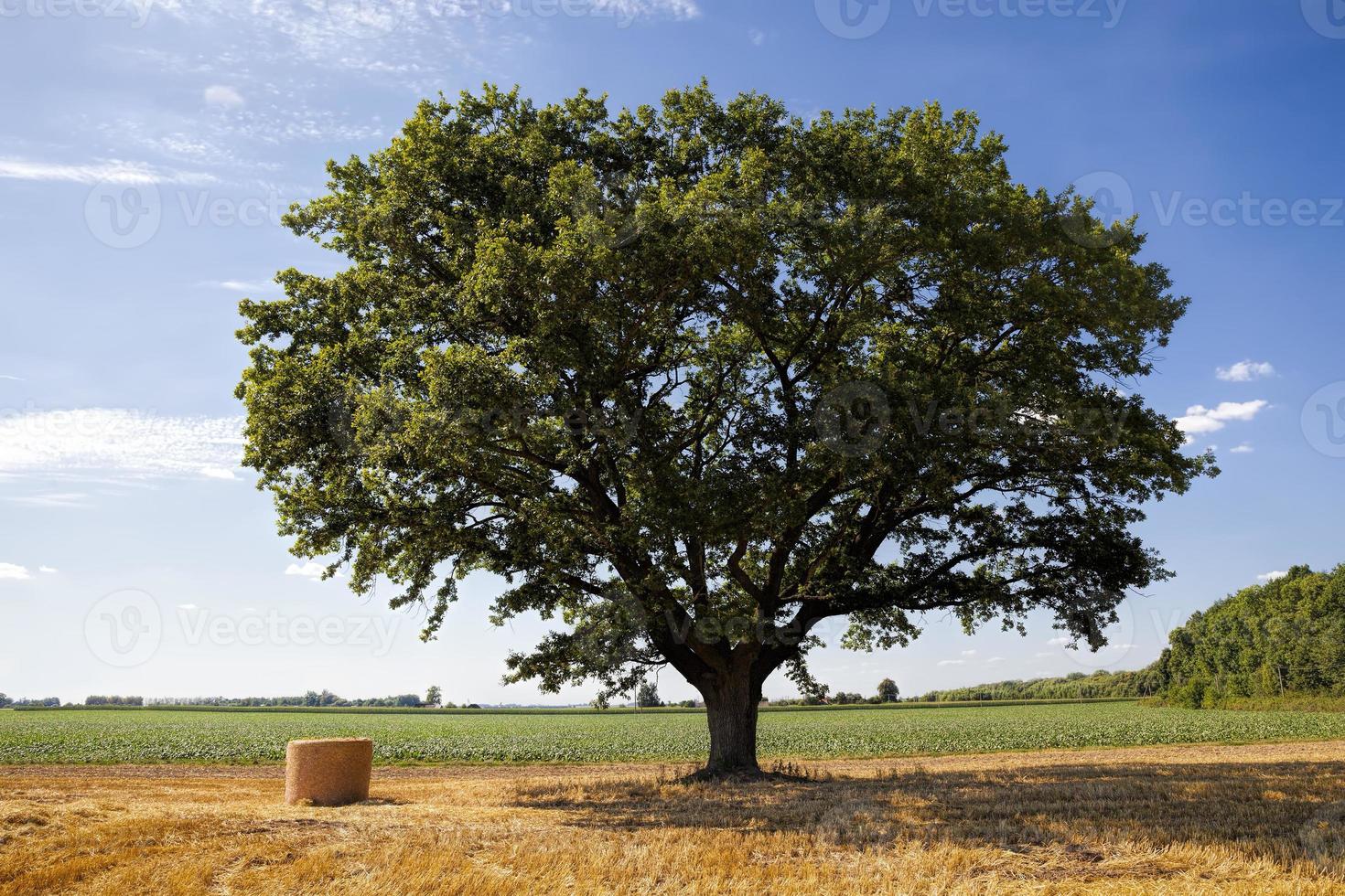 wheat straw and a green oak tree photo