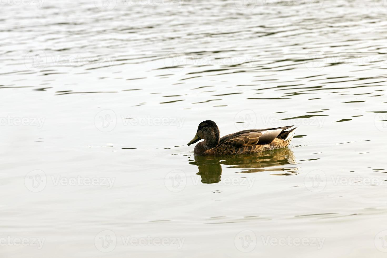 wild waterfowl ducks in nature, ducks in their natural habitat photo