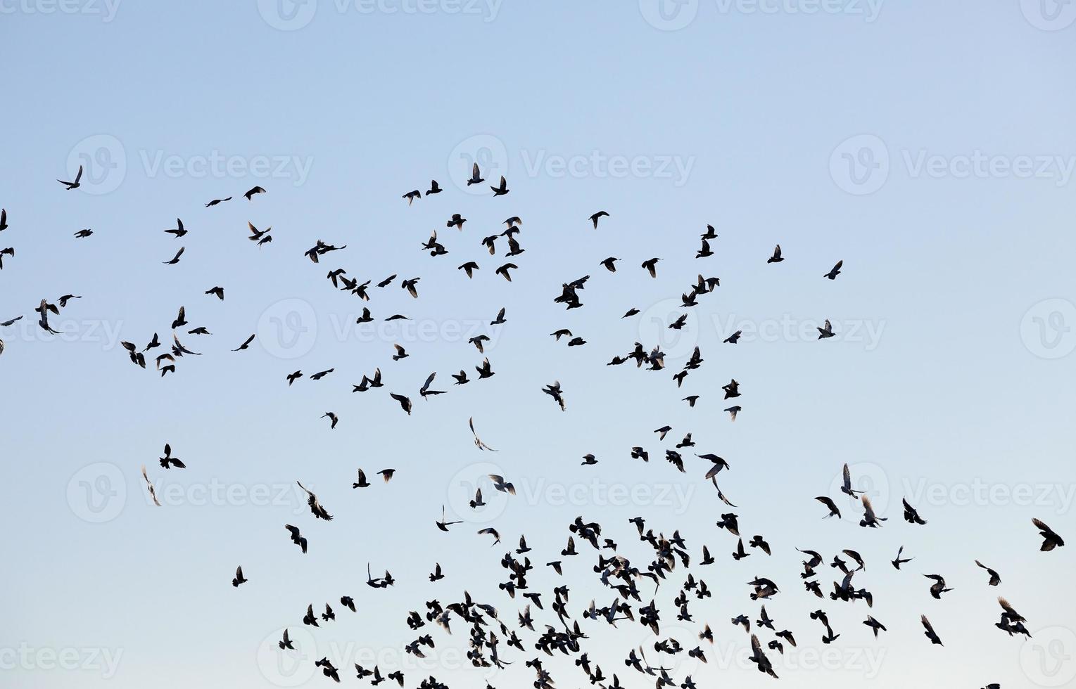 pájaros volando en el cielo foto