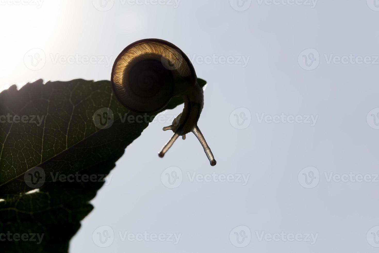 common wild snail crawling on rocks and illuminated by sunlight photo
