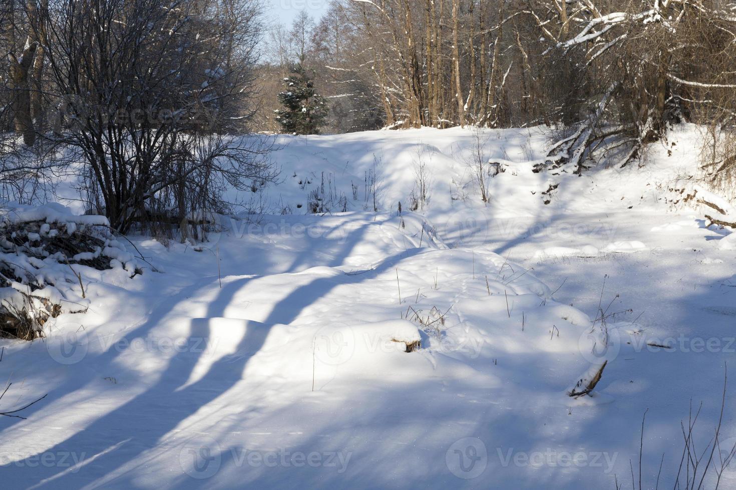 bare deciduous trees in the snow in winter photo
