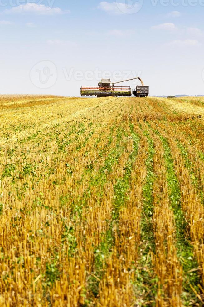 cosechadora en el campo foto