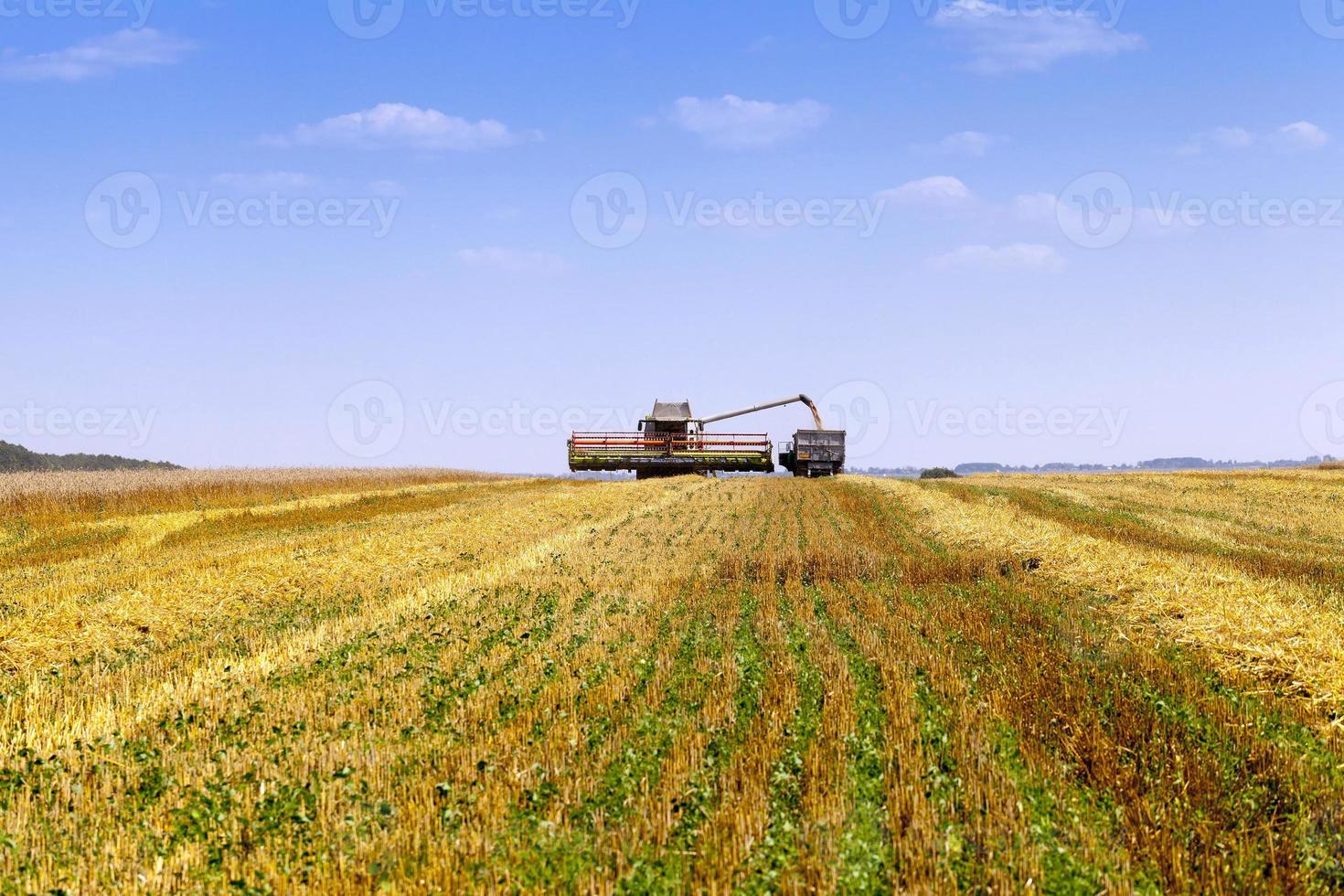 Harvester in the field photo