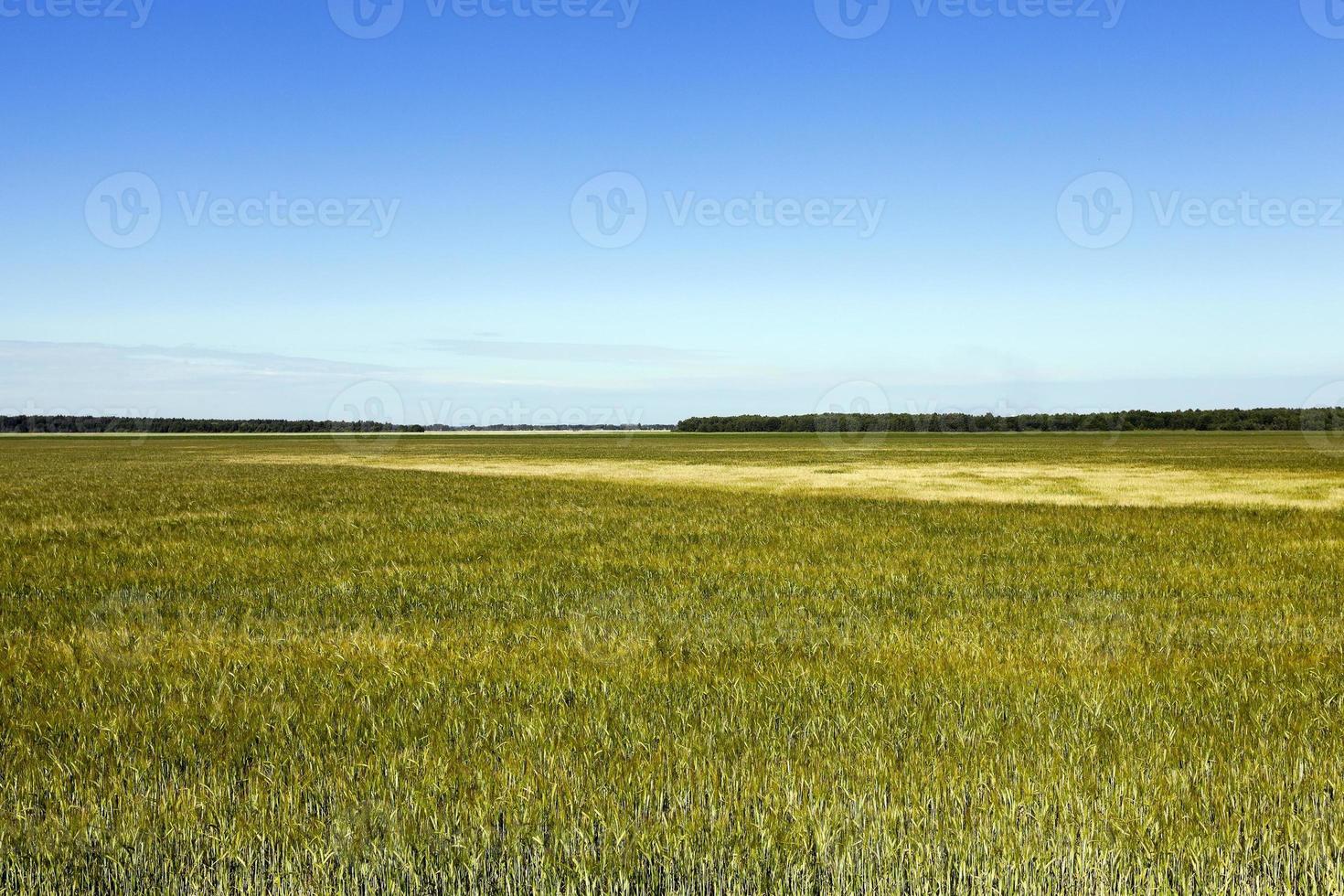 hierba verde inmadura foto