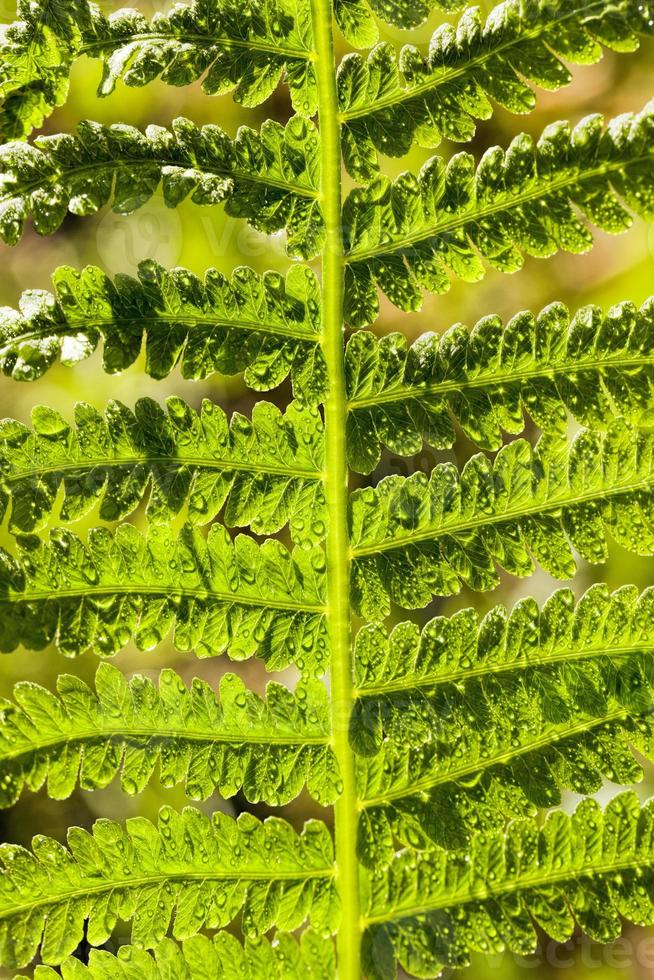 hojas de helecho verde iluminadas por la luz del sol brillante foto